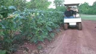 Vegetable Garden  Picking Okra the easy way [upl. by Nezah]