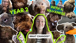 Our 2nd year with our Havanese puppy [upl. by Purington]