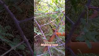 Indian Silverbill Nest Building  A Fascinating Avian Architect [upl. by Ahsinrats]