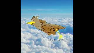 Why do birds fly against the windows animationdigitalart meme birds [upl. by Zetneuq]