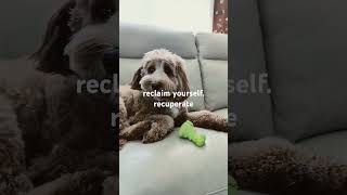 Reclaim Recuperate selfcare burnout puppy cuteanimal rap [upl. by Maffa]