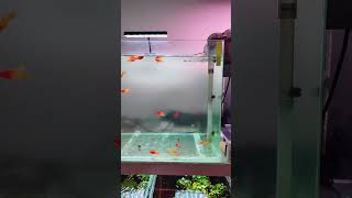 গিয়েছিলাম Exotic Fish কিনতে🐟☘️ aquarium aquariumfilter minifishtank fish rainbowfish fishtank [upl. by Kono2]