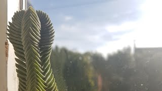 Crassula Buddhas Temple Stem Rot [upl. by Kelvin]