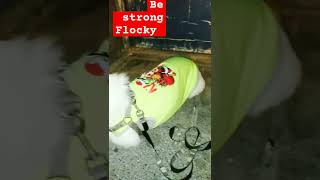 Flocky had epilepsy seizure disorder on the street 😭dog pets [upl. by Suolevram]