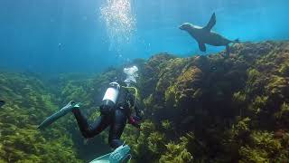 Diving Haystack island the gap and Althorpe islands Yorke Peninsula [upl. by Bowlds]