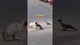 Bird instigate a fight between two cats funnycatfight [upl. by Kalin]