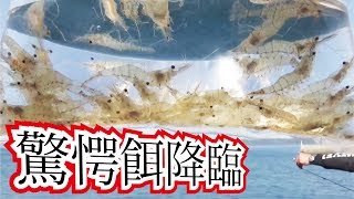 【驚愕餌】防波堤で生きエビの泳がせはでかいのばかり釣れる335話目 [upl. by Lipsey793]