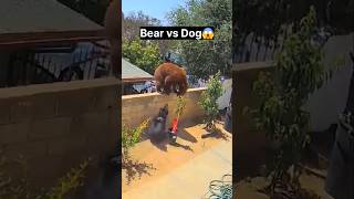 Bear vs Dog shortsindia animal dog bear [upl. by Nomra]