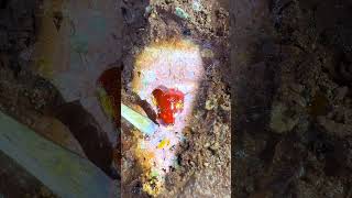 Full video on homepagegems agatecrystalgoldGemsdiamondsgold minesemeralds pearl [upl. by Lrat]