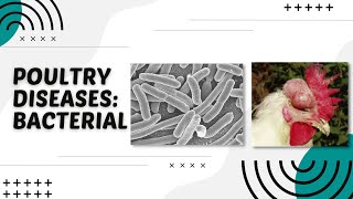 POULTRY 1  Poultry Diseases Bacterial  Module 222 Student Output [upl. by Shem]