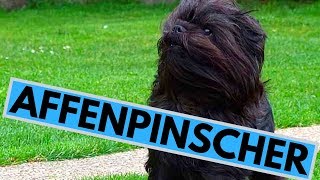 Affenpinscher Dog Breed  Facts And Information [upl. by Strang]