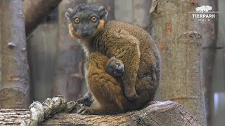 Naissance dun lémurien à collier au zoo de Berlin [upl. by Sheply]