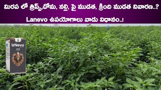 Dhanuka Lanevo Insecticide Lanevo Dhanuka New Insecticide  Lanevo Insecticide Telugu  Lanevo [upl. by Yeltnarb61]