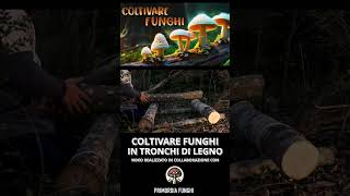 COME FARE UNA FUNGAIA CON TRONCHI DI LEGNO  TECNICA FACILE PER COLTIVARE FUNGHI  TRUCCO FAI DA TE [upl. by Cleo618]