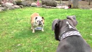 Pitbull vs Bulldog [upl. by Brest]