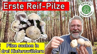 Der Reifpilz ist da  Abwechslungsreiche Pilz Tour in drei Kiefernwäldern Ende August 2024 [upl. by Norret105]