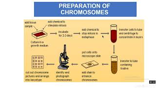 karyotypingamp chromosomal anomalies [upl. by Ulphi490]