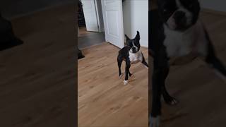 Boston Terrier Likes to Play With Rawhide Chew doglover bostonterrier [upl. by Aracal905]