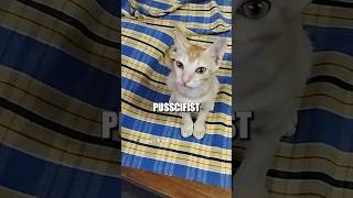 ☮️ Pusscifist 🎥 website submission from AK shorts [upl. by Longley]