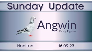 Young bird pigeon racing from Honiton 160923 with Angwin Family Pigeons [upl. by Colston]