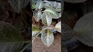 Episcia plant from the garden [upl. by Ydissahc]