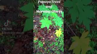 Papayas and morning glorys 2024 plants trump tiktok love more [upl. by Kcolttam]