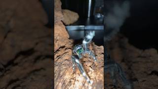 Breeding the CUTEST SPIDER in the world 🥹🥴 must watch [upl. by Lyudmila]