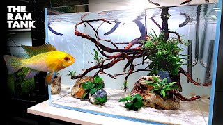 Aquascape Tutorial GOLD RAM CICHLID Aquarium How To Step By Step Planted Tank Guide [upl. by Yonit]