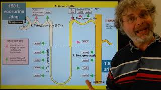 Biologie VWO BB Nieren en urinewegen [upl. by Cirek860]