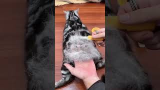 Deep cleaning …pet catsoftiktok ukcat funny cute foryoupage cats [upl. by Jarlath741]