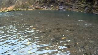 Acrobatic Oregon Coastal Winter Steelhead [upl. by Jenei]