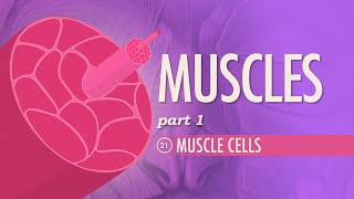 Muscles Part 1  Muscle Cells Crash Course Anatomy amp Physiology 21 [upl. by Tedie670]