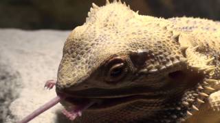 Bearded Dragon Vs Mouse [upl. by Francyne130]