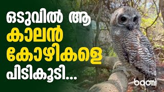 ഒടുവില്‍ ആ കാലന്‍ കോഴികളെ പിടികൂടി വൈറൽ വീഡിയോ Mottled Wood owl [upl. by Agarhs128]