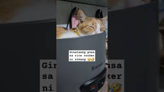 GINATAAN PUSA SA RICE COOKER NI SIMANG 😂 SALITAN KAYONG DALAWA NI SCAR😂 koi cutecat 2024 short [upl. by Dannie985]