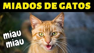 Som de Gato Miando Para Chamar e Atrair Outro Gato [upl. by Enilamme591]