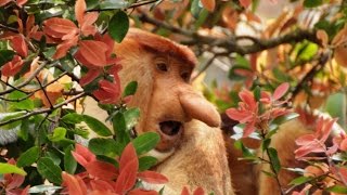 Proboscis monkey Nosáči z Bornea Indonésie Nasalis larvatus Kahau nosatý [upl. by Ynatsyd779]