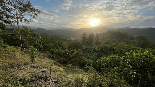 INDEPTH Tour of Our Regenerative Agroforestry Farm in Comayagua Honduras 🇭🇳 [upl. by Rilda]