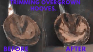 Farrier Hoof Restoration  Satisfying [upl. by Aihseyk]