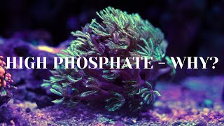 High Phosphates  Explained Why [upl. by Leahcimnaes]