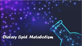 Dietary Lipid Metabolism  Chapter 15 Lippincott [upl. by Anaujit]