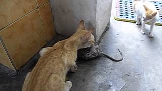 Cat catches a rat [upl. by Neersan]