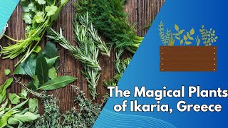 The Magical Plants of Ikaria Greece Nature’s Secrets to Longevity [upl. by Eanram]