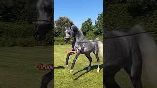 love arabianhorse россия arabistan  challenge music horse shortvideo shortvideo [upl. by Davita346]