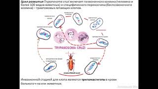 Трипаносомы Trypanosoma brucei rhodesiense et Trypanosoma cruzi [upl. by Rein]