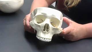 msjc skull review anatomy practical exam study guide [upl. by Hightower987]