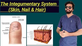 The Integumentary System Skin Nail amp Hair [upl. by Farland747]