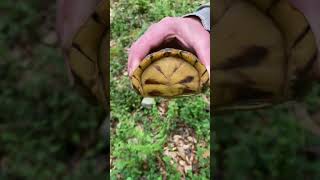 Box Turtle While Exploring An Old Foundation [upl. by Boleyn]