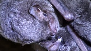 Murciélago de cueva Miniopterus schreibersii Schreibers Bat [upl. by Ennaesor]