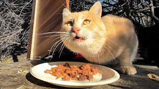 Stray Cats Allow Themselves to be Petted After Breakfast [upl. by Lorin]